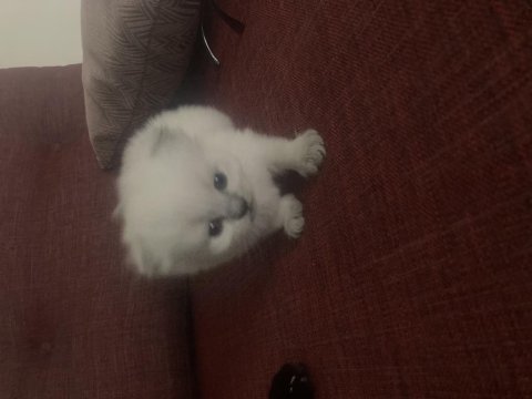 Bembeyaz yavru kedimiz
