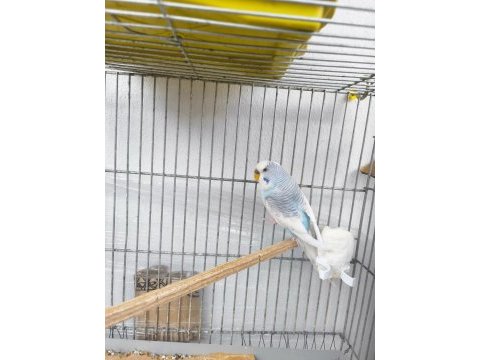 Sahiplendirilecek muhabbet kuşu