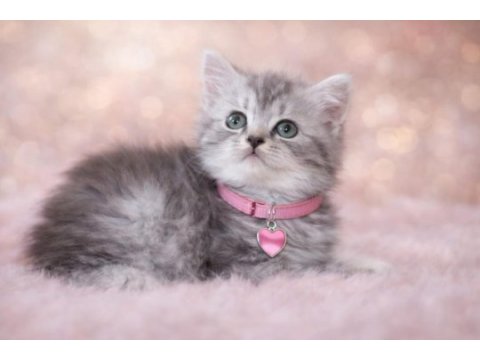 British shorthair 55 günlük
