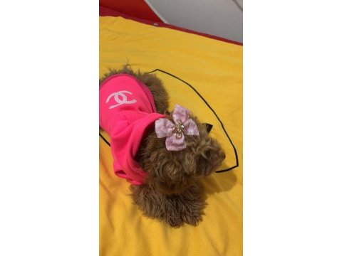 Kahverengi kore toy poodle