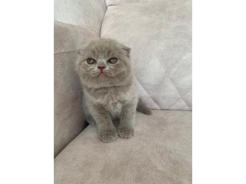 Show kalite sıfır kulak top kafa fawn renk bebis