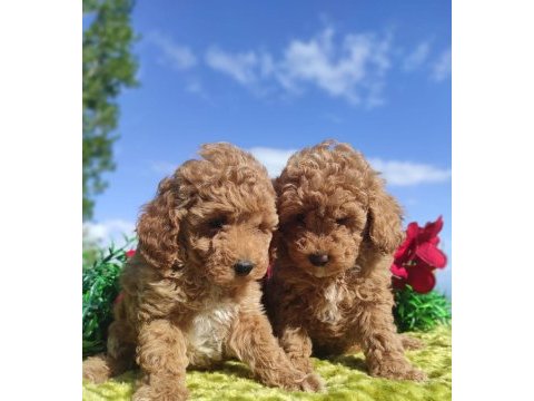Poodle yavrularımız ırk garantilidir