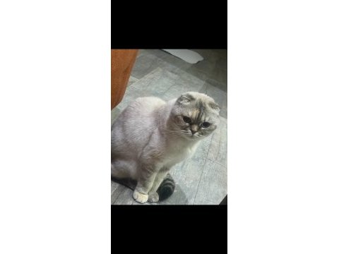 Kısır dişi ücretsiz scottish fold
