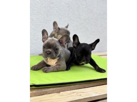 French bulldog yavrular hepsi nadir renk