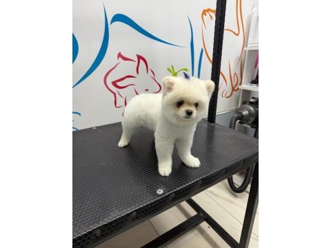 Uysal pomeranian
