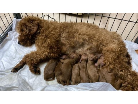 2 aylık dişi ve erkek red toy poodle yavru karma aşılı