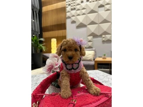 Yeni gelen maltipoo bebeklerimiz