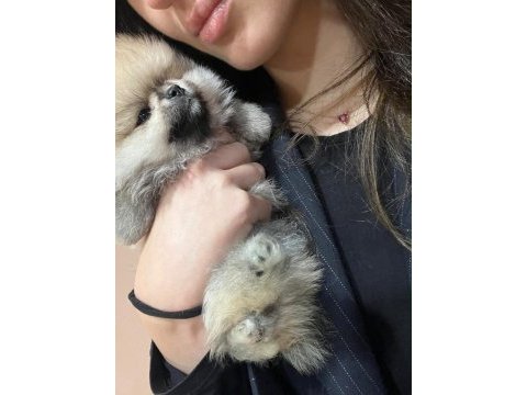 Safkan pomeranian yavrular anne ve baba yanından