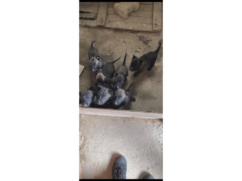 Safkan black malinois