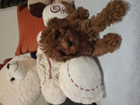 Evinizin neşesi kalbinizin sadık dostu poodle