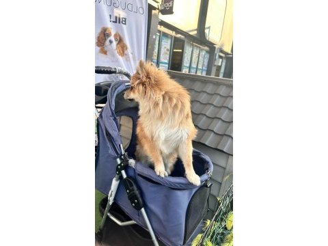 Çok uyguna pomeranian