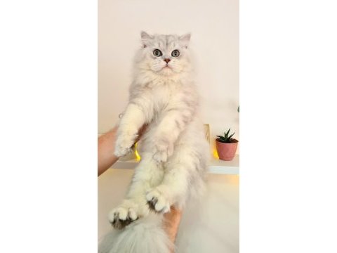 Uyguna british longhair 7 aylık erkek kedim