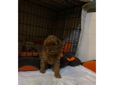 Toy poodle yavrular