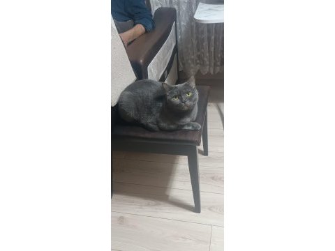British shorthair paticikler