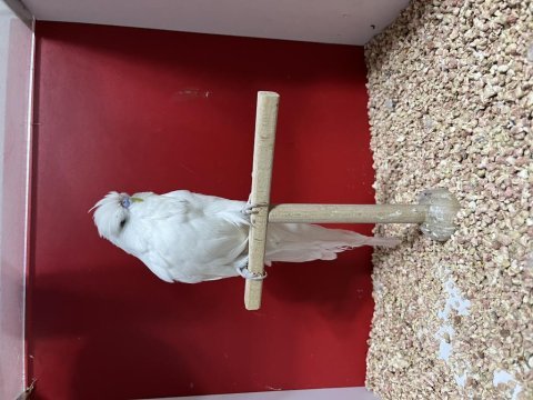Erkek 2025 albino show muhabbet kuşu