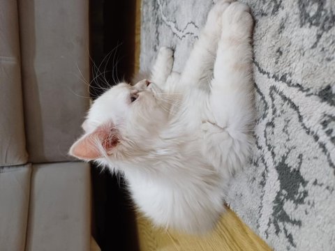 Safkan brıtısh longhaır ay1133
