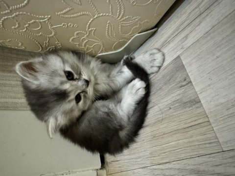 Chinchilla yavrularım