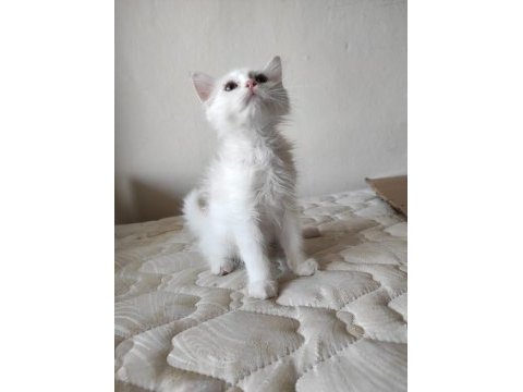 British short hair pamuk