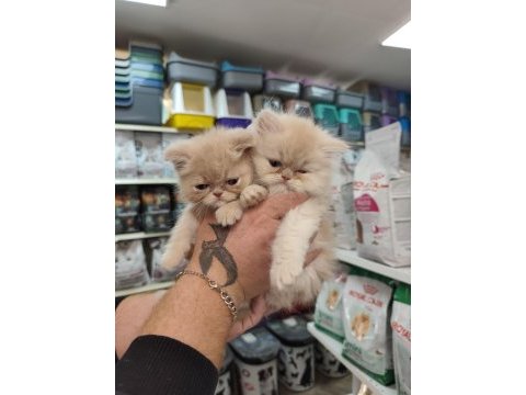Türünün güzel örneklerinden british longhair yavrular
