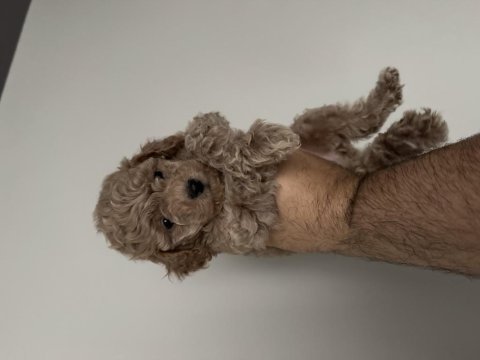 Poodle yavrular yeni yuvalarını bekliyorlar