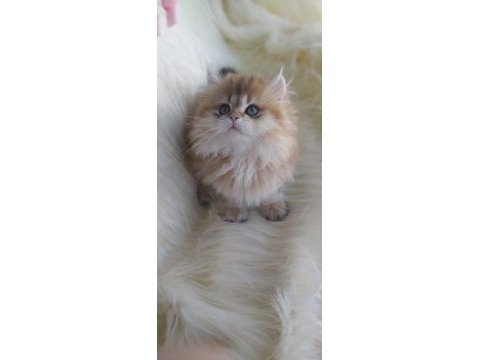 Safkan british longhair ny11 erkek