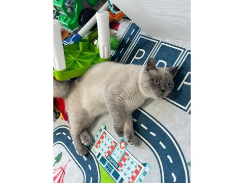 Sevimli british shorthair blue point kedimizi sahiplendirmek