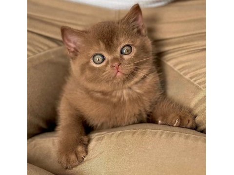 Nadir bulunan chocolate british shorthair 
