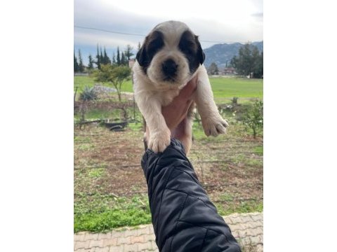 St bernard show kalite