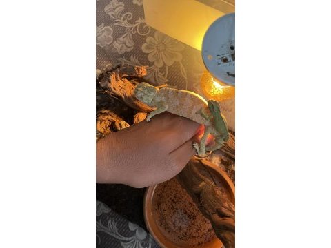 Zengin renk pigmentlerine sahip chamaeleon bukalemun