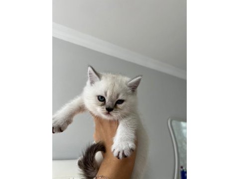 Saf kan british shorthair bebişler