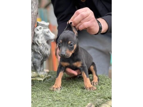 Doberman yavrularımız