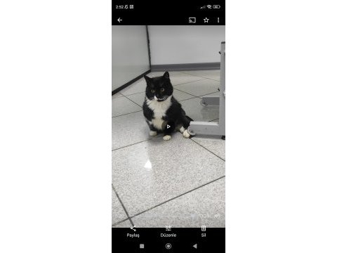 Yakışıklı kedimiz panda yuva arıyor