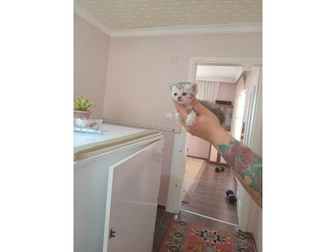 Nadir tür minyon british shorthair