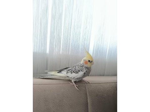 1 yaşında ele alışkın konuşan sultan papağanı