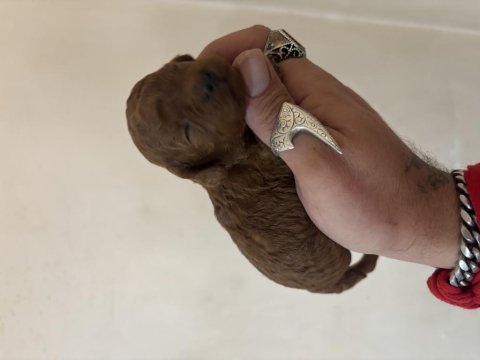 En en küçük boylarda toy poodle bebekler