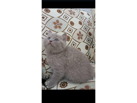British shorthair yavrumuz