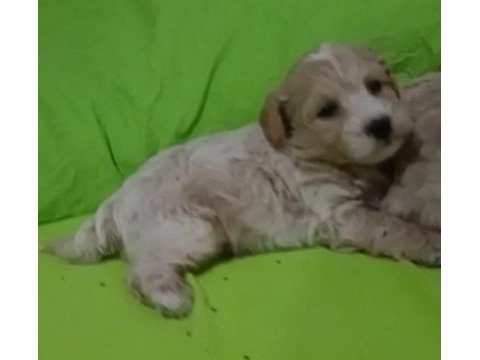 Anne altından o orjinal maltipoo bebekler