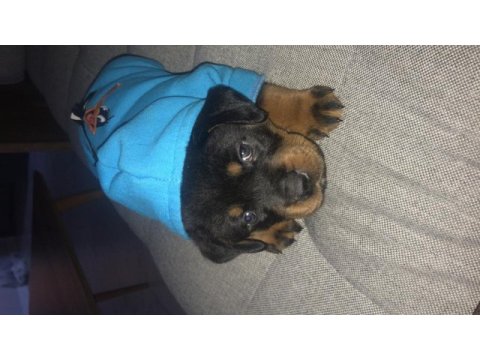 Köpeğimiz parsa acil yuva