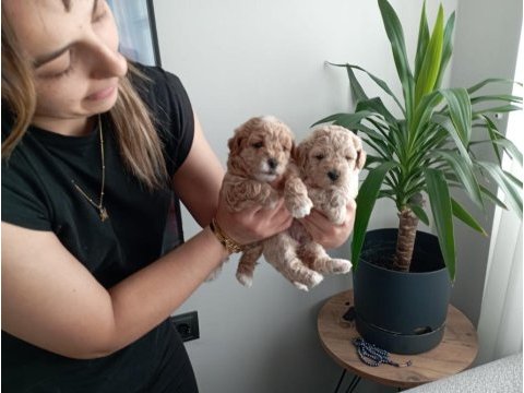 Muhteşem maltipoo bebekler