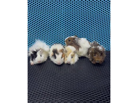 Ginepig yavrularımız gün içi gönderim sağlanmaktadır