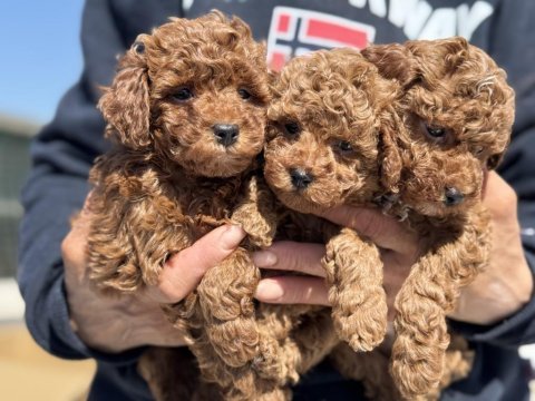 Wc eğitimli aşılı pasaportlu toy poodle 