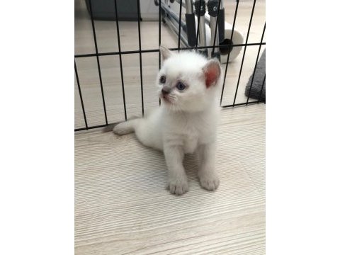 Blue point british shorthair