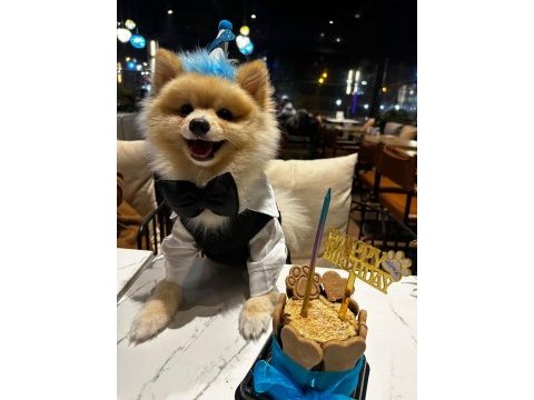 Pomeranian