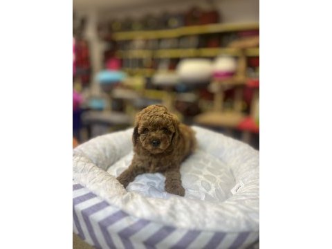 Teacup toy poodle güzelliği @petclubadana