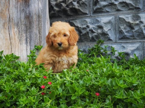 F1b goldendoodle yavrular