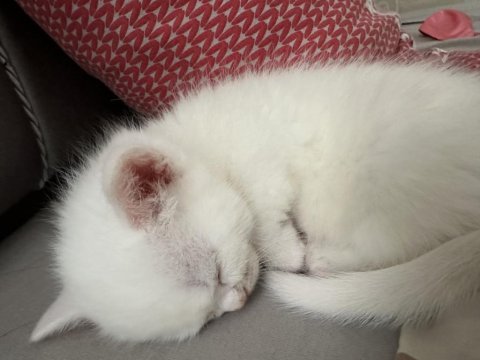 2 aylık beyaz erkek british shorthair