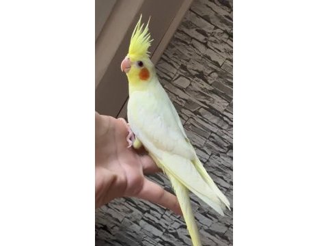 Ele alışık sultan papağanı