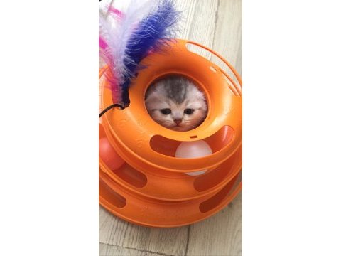 Silver shaded scottish fold baba şecereli
