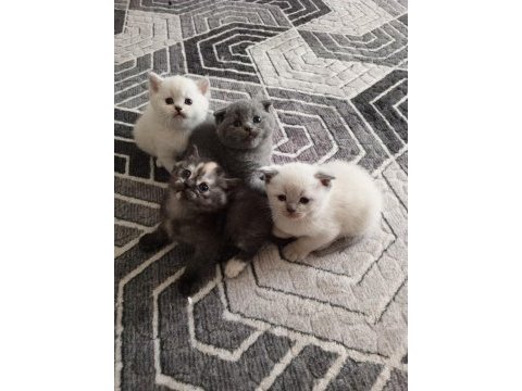 Scottish fold blue point