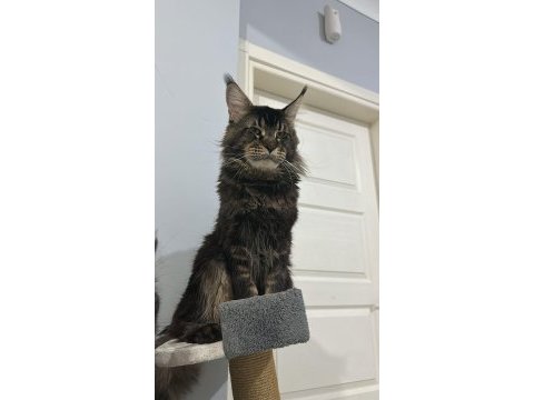 Şecereli çift maine coon